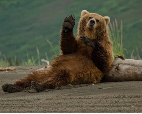 Afbeelding1 Op de weg van de meeste weerstand kom je de mooiste beren tegen